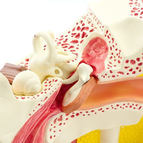 Ear canal anatomical model NetMed