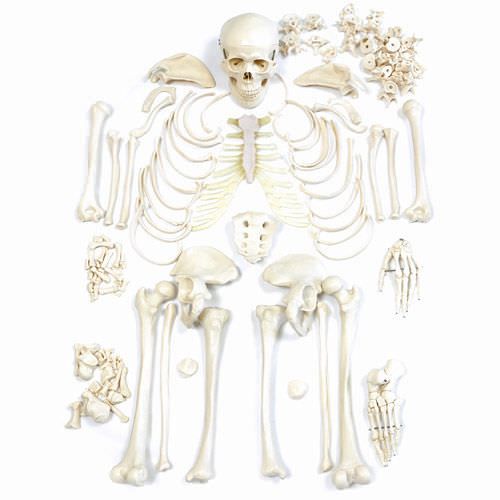 Skeleton anatomical model / disarticulated NetMed