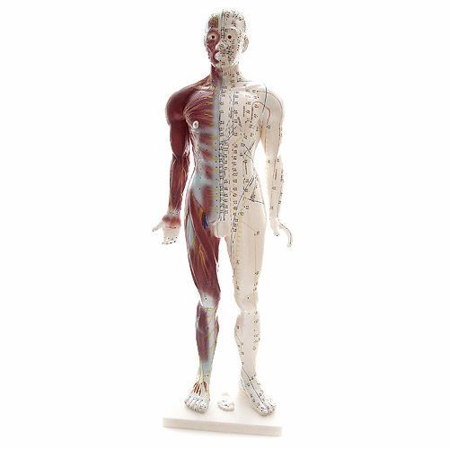 Muscular anatomical model / acupuncture NetMed