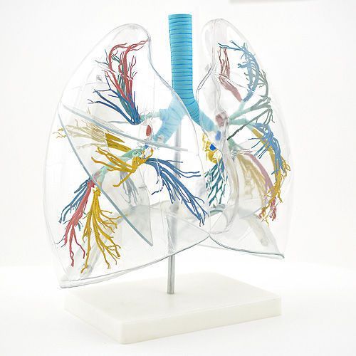 Lung anatomical model / transparent H130249 NetMed