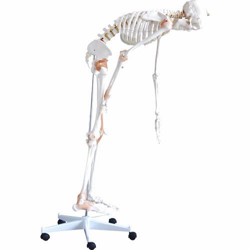 Skeleton anatomical model / with flexible spine / articulated H130985 NetMed