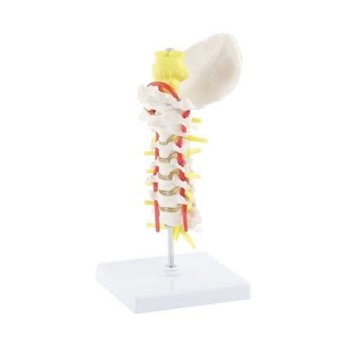 Cervical vertebra anatomical model NetMed