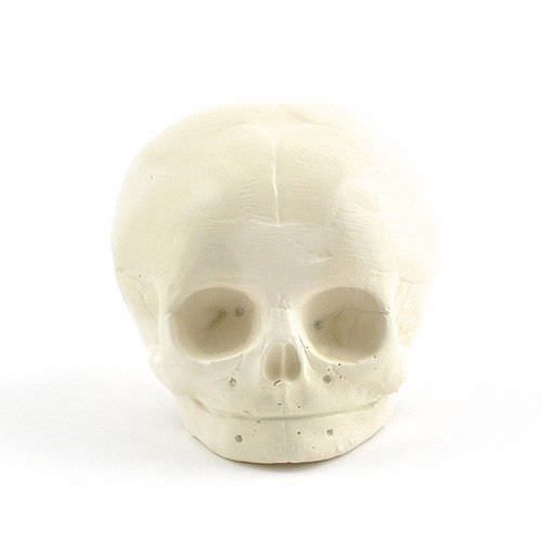 Skull anatomical model / fetus / articulated NetMed