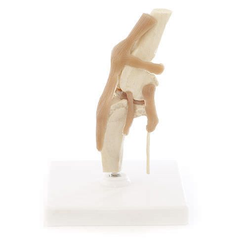Knee anatomical model / joints / for canines NetMed