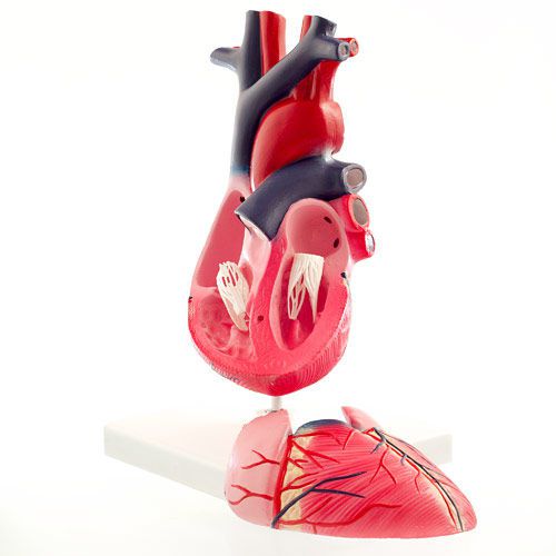 Heart anatomical model NetMed