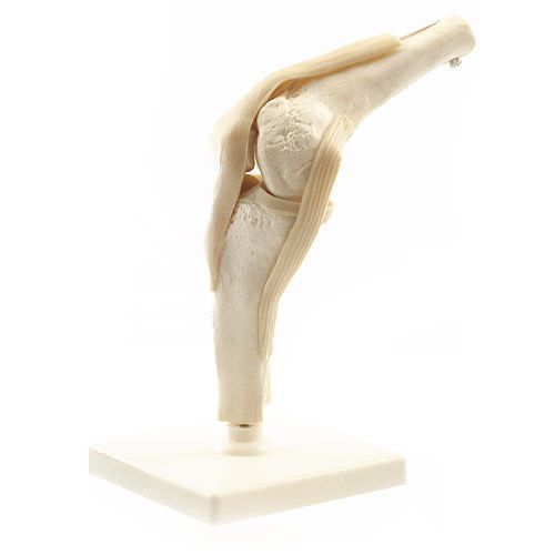 Knee anatomical model / joints H495123 NetMed