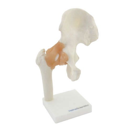 Joints anatomical model / hip NetMed