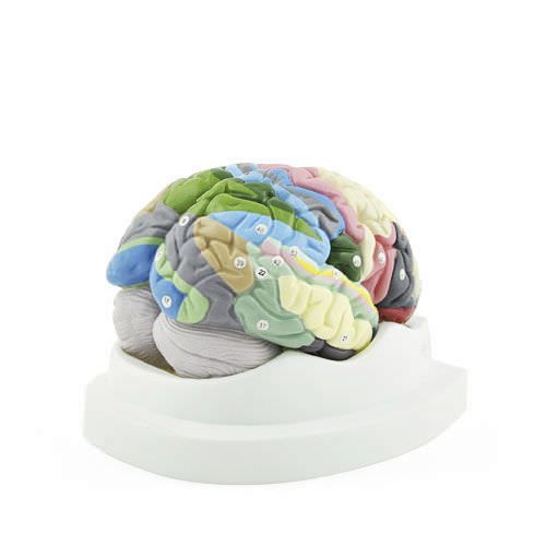Brain anatomical model H130888 NetMed