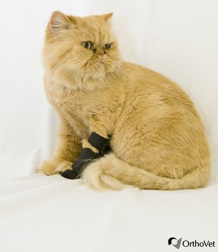 Leg veterinary splint / for felines FRONT Orthovet