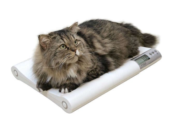Veterinary balance / electronic 20 kg | MS2410 Charder Electronic