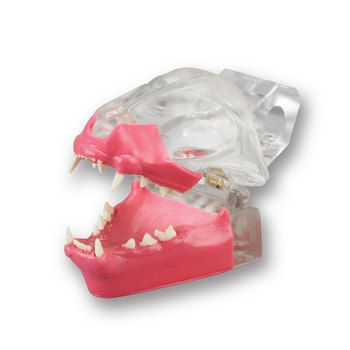 Denture anatomical model / for felines CTDG Columbia Dentoform®