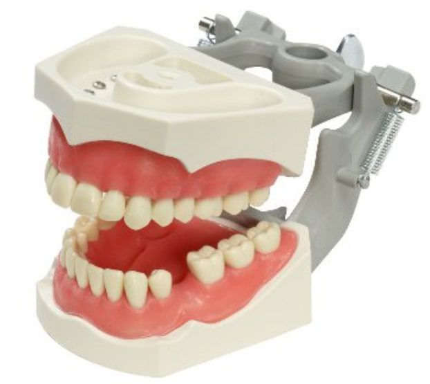 Denture anatomical model M-PVR-860 EDENT Columbia Dentoform®