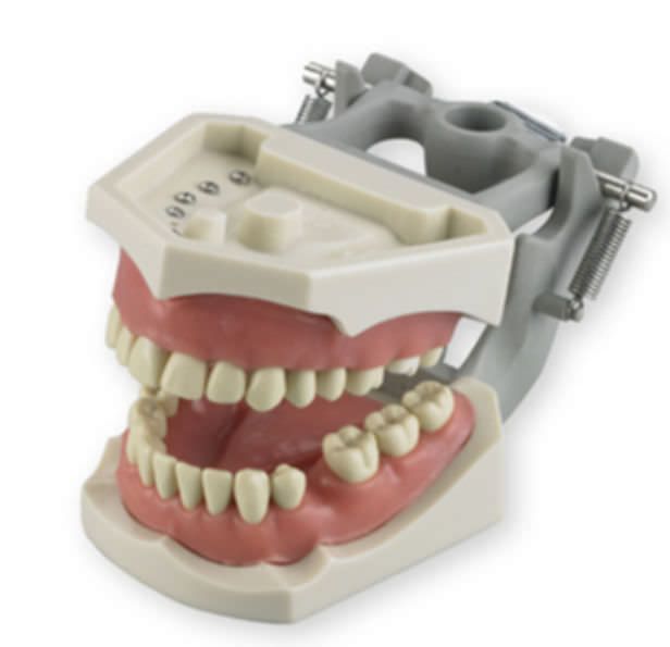 Denture anatomical model M-PVR-860 FSB-09 Columbia Dentoform®