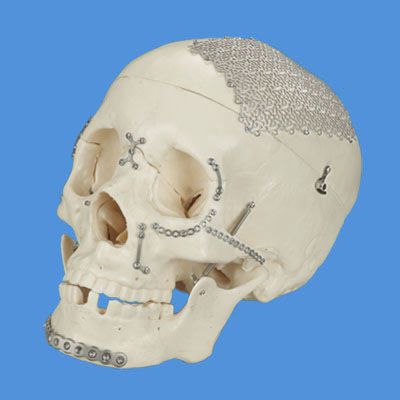 Skull anatomical model / articulated Ningbo Cibei Medical Treatment Appliance