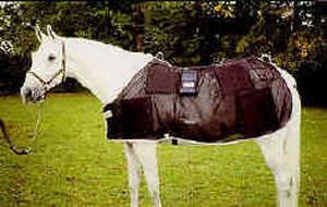 Magnetic field generator (physiotherapy) / for equines Bio-Pulse Standard Respond Systems