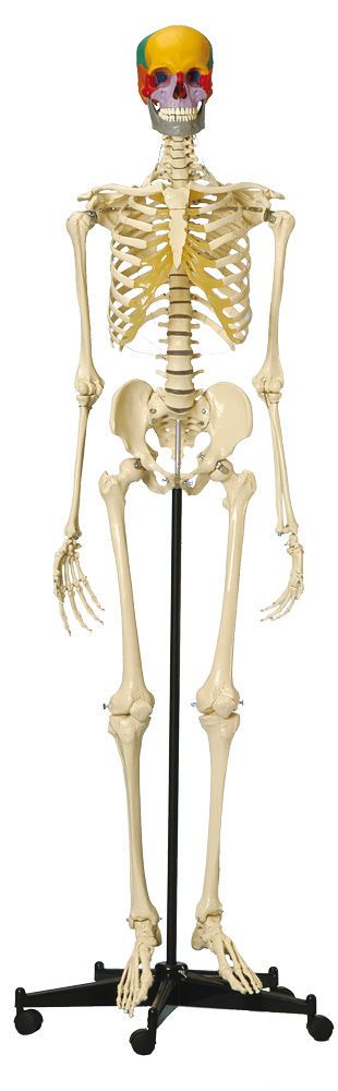 Skeleton anatomical model / articulated A200.5 RÜDIGER - ANATOMIE