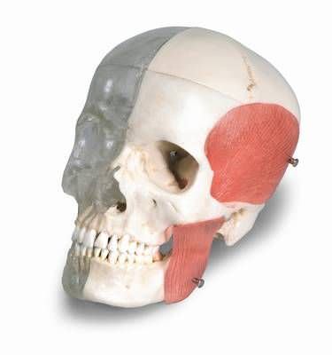 Skull anatomical model / articulated / semi-transparent A282 RÜDIGER - ANATOMIE