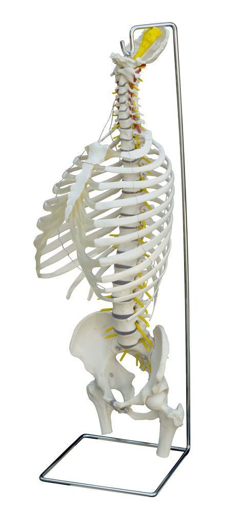 Vetebral column anatomical model / thoracic / flexible A209 RÜDIGER - ANATOMIE