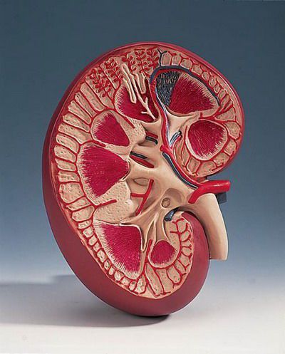 Kidney anatomical model K09 RÜDIGER - ANATOMIE