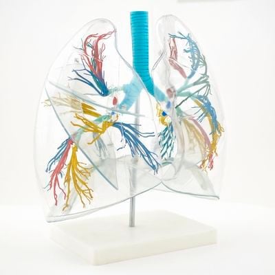Lung anatomical model H130249 RÜDIGER - ANATOMIE