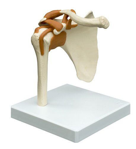 Joints anatomical model / shoulder A250 RÜDIGER - ANATOMIE