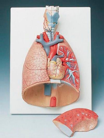 Lung anatomical model / larynx G 15 RÜDIGER - ANATOMIE
