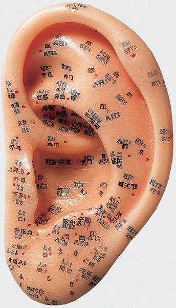 Ear anatomical model / acupuncture ACU 11 RÜDIGER - ANATOMIE