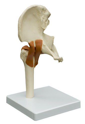 Joints anatomical model / hip A251 RÜDIGER - ANATOMIE