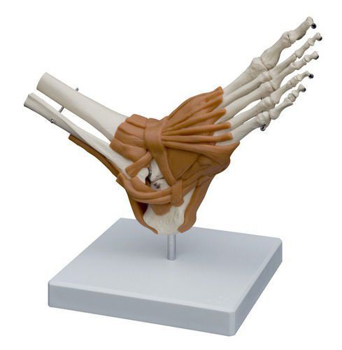 Ankle anatomical model / joints A254 RÜDIGER - ANATOMIE