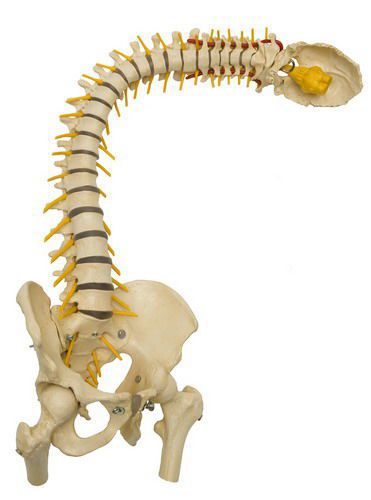 Vetebral column anatomical model / flexible A212.8 RÜDIGER - ANATOMIE