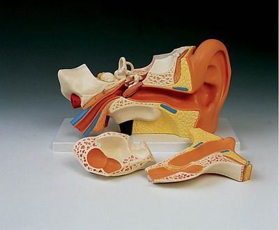 Ear canal anatomical model E 11 RÜDIGER - ANATOMIE
