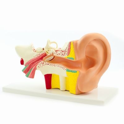 Ear canal anatomical model H127119 RÜDIGER - ANATOMIE