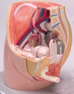 Pelvis anatomical model / female H110 RÜDIGER - ANATOMIE