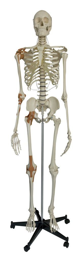 Skeleton anatomical model / articulated A204 RÜDIGER - ANATOMIE