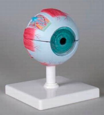 Eye anatomical model F210 RÜDIGER - ANATOMIE