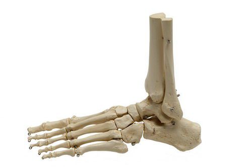 Tibia anatomical model / foot / skeleton A241 RÜDIGER - ANATOMIE
