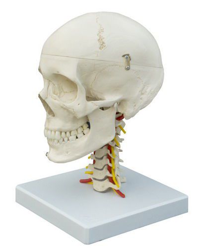 Skull anatomical model / articulated A224 RÜDIGER - ANATOMIE