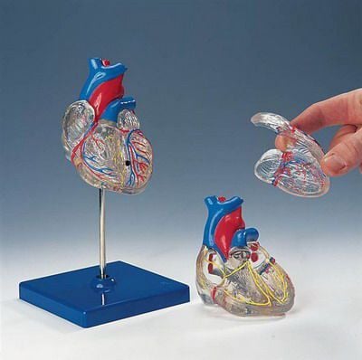 Heart anatomical model G 08/3 RÜDIGER - ANATOMIE