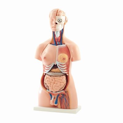 Torso anatomical model / dual-sex H126108 RÜDIGER - ANATOMIE
