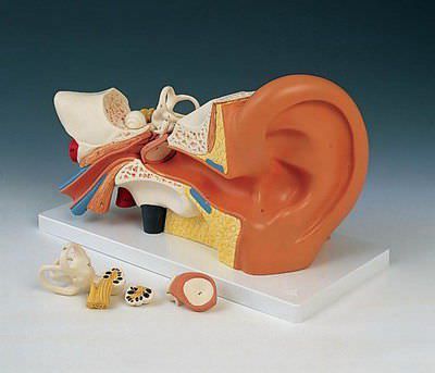 Ear canal anatomical model E 10 RÜDIGER - ANATOMIE