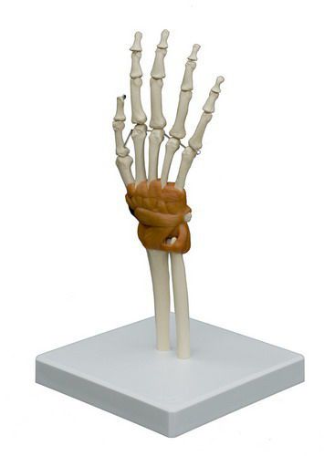 Joints anatomical model / wrist RÜDIGER - ANATOMIE