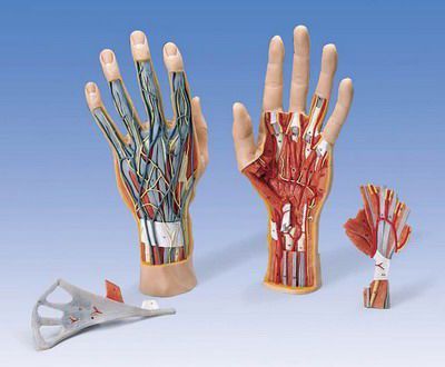 Hand anatomical model M 18 RÜDIGER - ANATOMIE