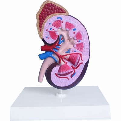 Anatomical model with adrenal gland / kidney H127126 RÜDIGER - ANATOMIE