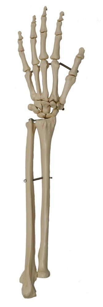 Radius anatomical model / skeleton / hand / ulna A231 RÜDIGER - ANATOMIE
