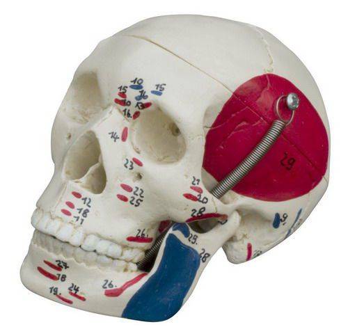 Skull anatomical model / miniature MI221 RÜDIGER - ANATOMIE