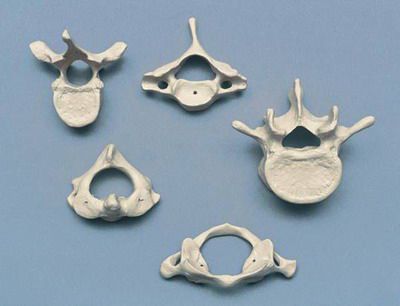 Cervical vertebra anatomical model A213.1 RÜDIGER - ANATOMIE