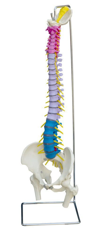 Vetebral column anatomical model / flexible A210 RÜDIGER - ANATOMIE