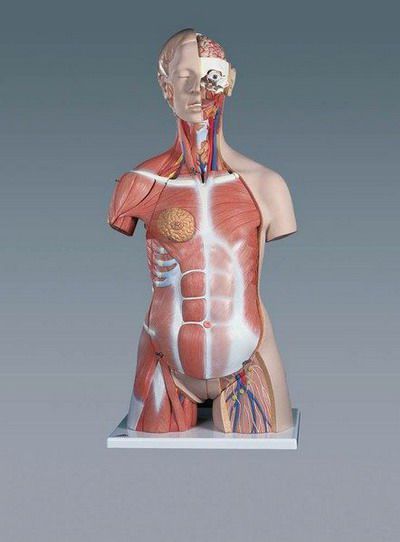 Torso anatomical model / dual-sex B 40 RÜDIGER - ANATOMIE