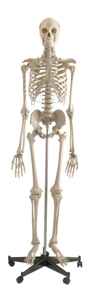 Skeleton anatomical model / articulated A200 RÜDIGER - ANATOMIE