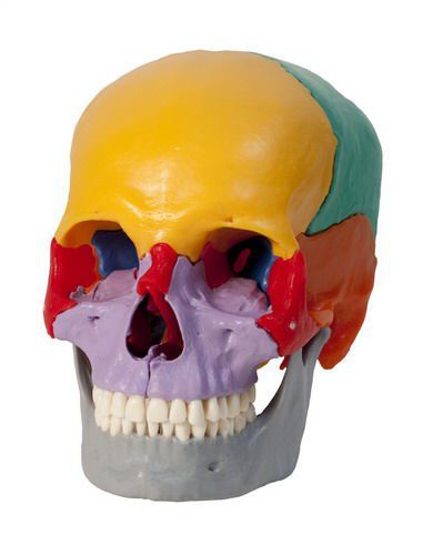 Skull anatomical model / articulated A229.1 RÜDIGER - ANATOMIE